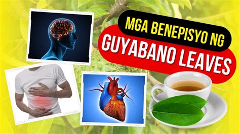 nilagang dahon ng guyabano benefits for anemic